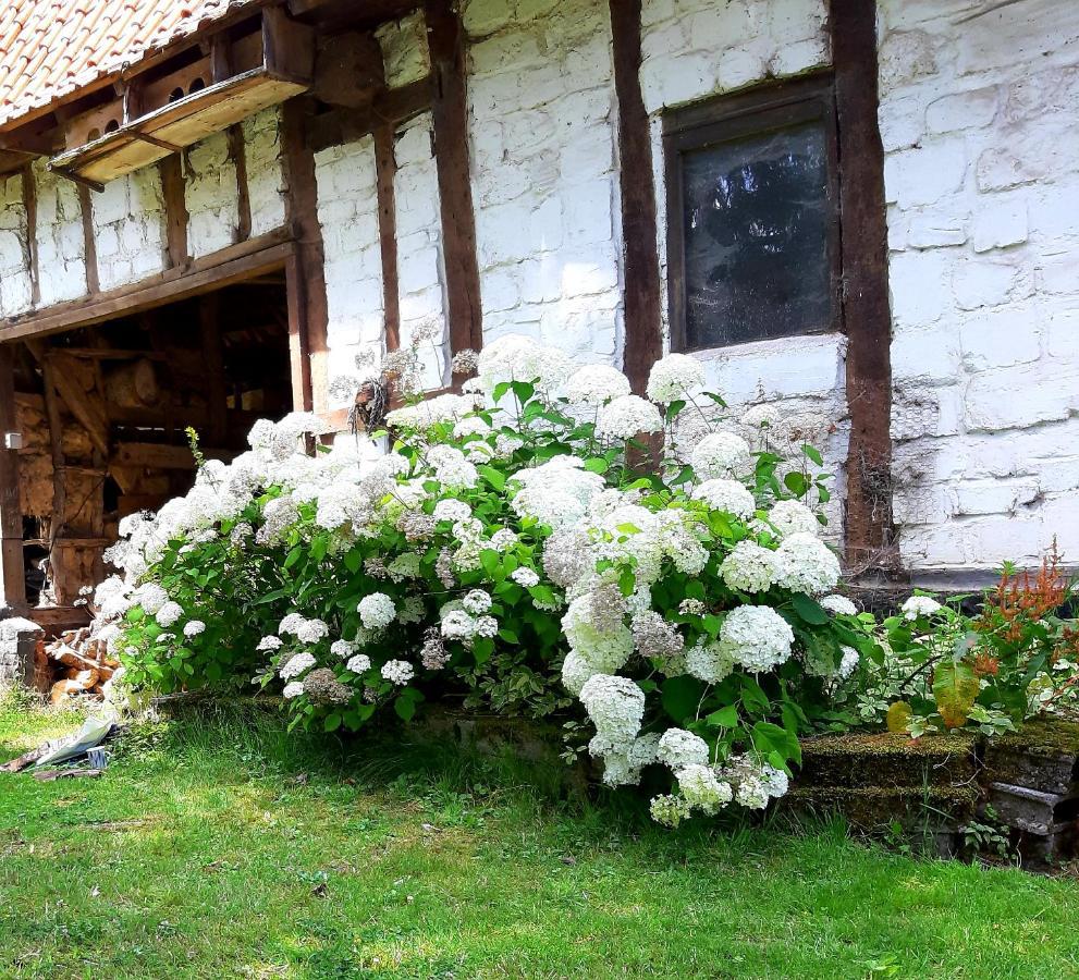 Pensjonat Le Domaine Des Anges Wavrans-sur-l'Aa Zewnętrze zdjęcie